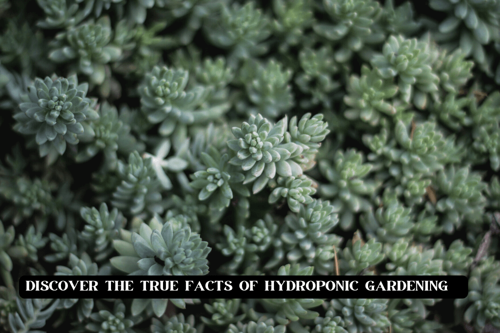 Discover the true facts of hydroponic gardening