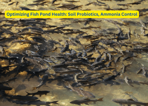 Optimizing Fish Pond Health