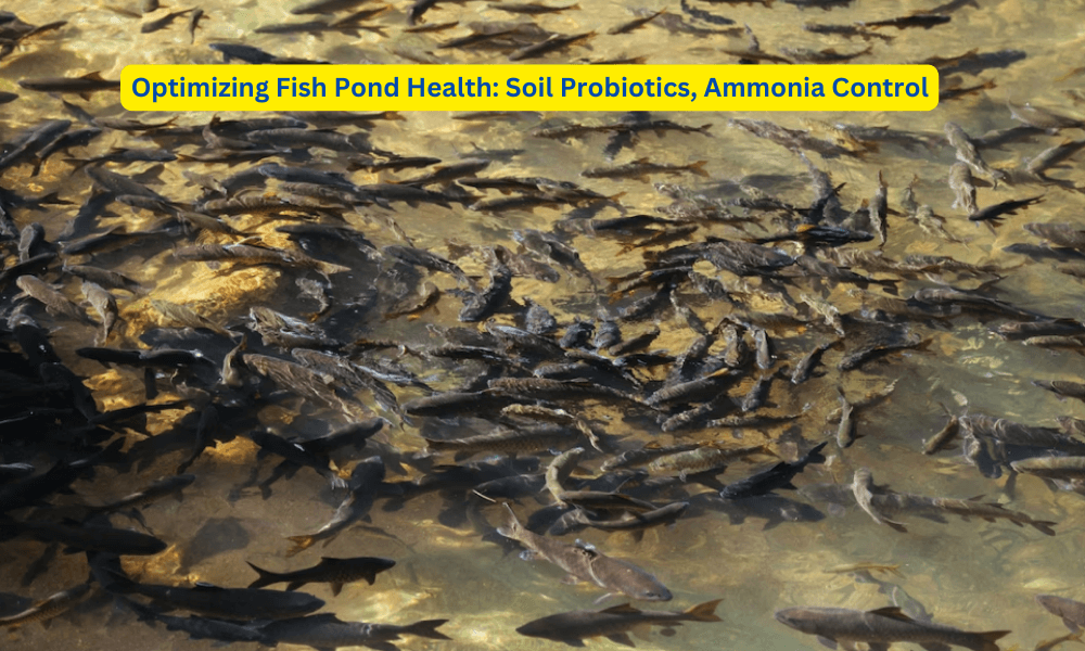 Optimizing Fish Pond Health: Soil Probiotics, Ammonia Control